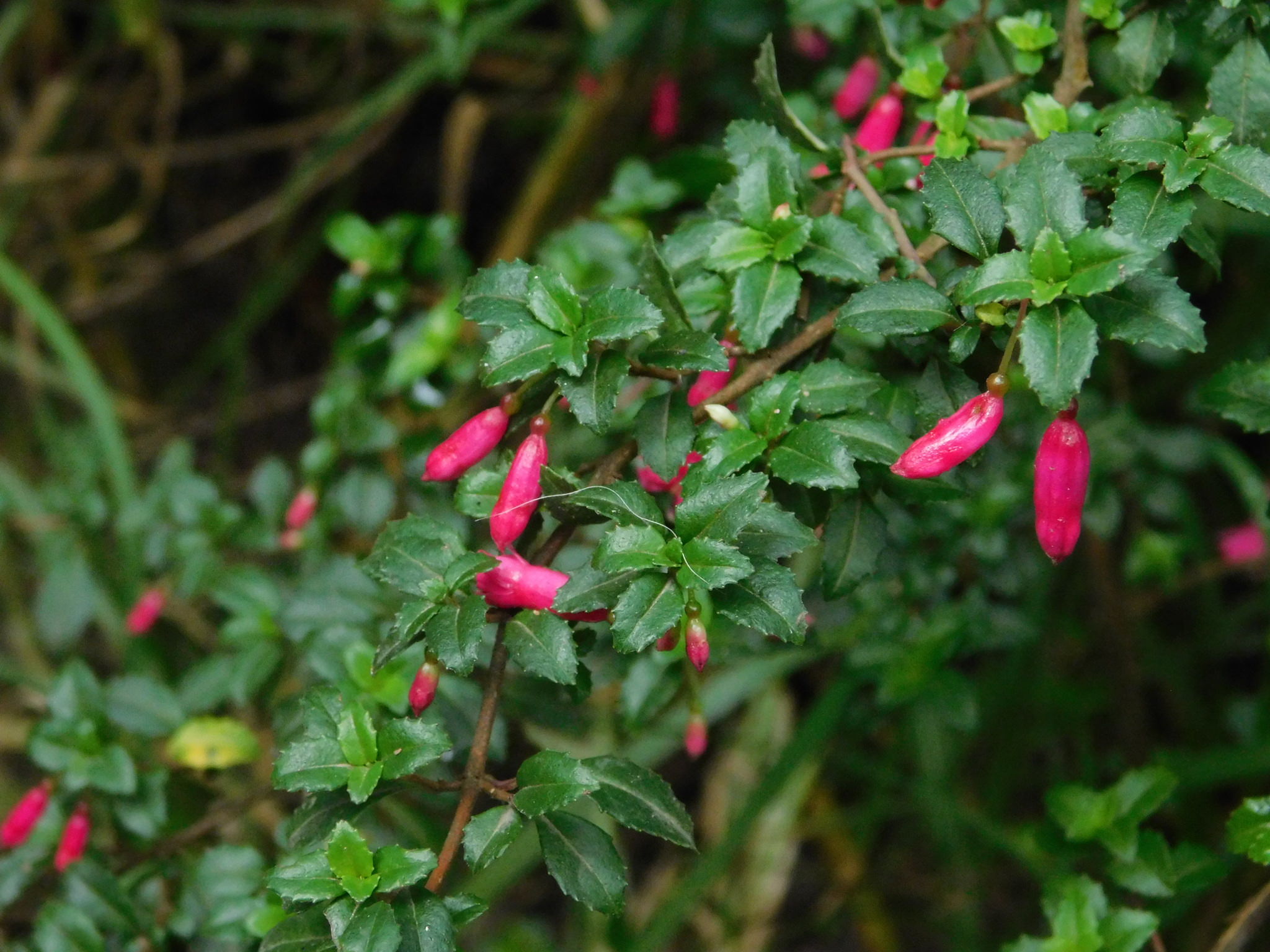 Fuchsia microphylla